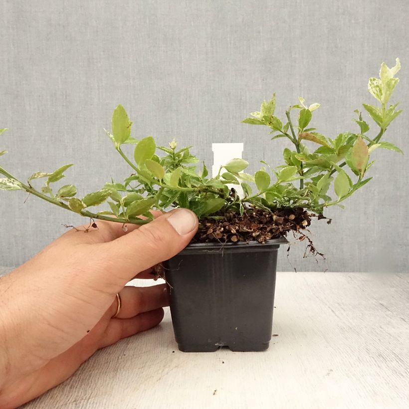 Ejemplar de Huso de la fortuna Harlequin- Euonymus fortunei Maceta de 8/9 cm entregado en verano