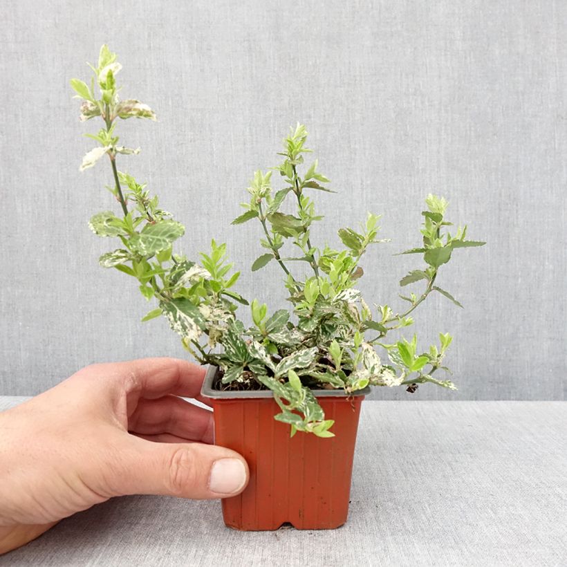 Huso de la fortuna Harlequin- Euonymus fortunei Maceta de 8/9 cm Ejemplar entregado en la primavera