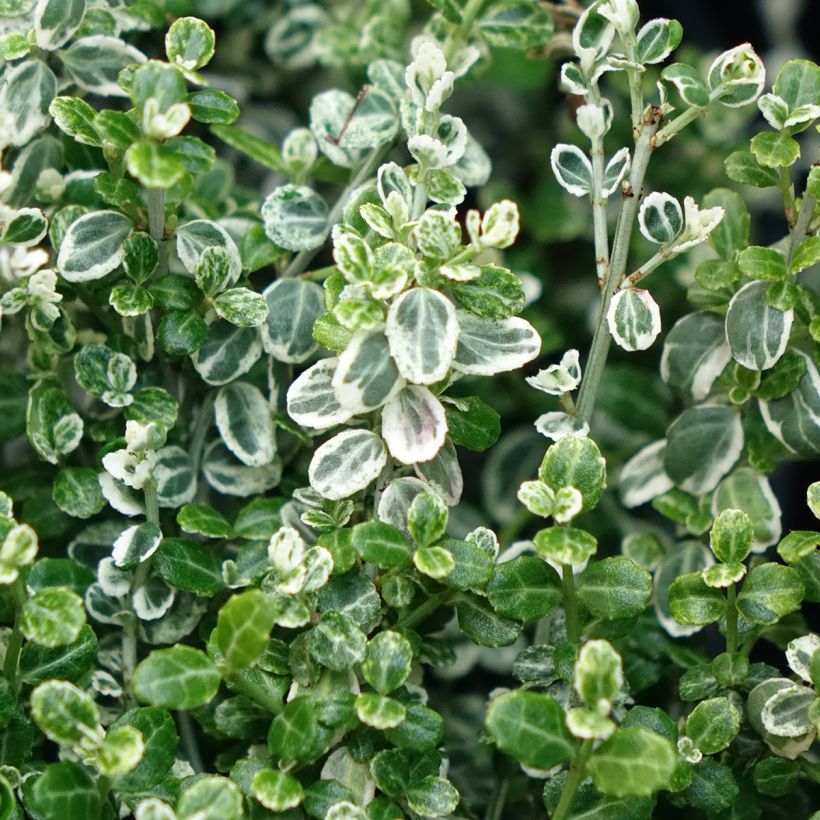 Euonymus fortunei Silver Carpet - Bonetero rastrero (Follaje)