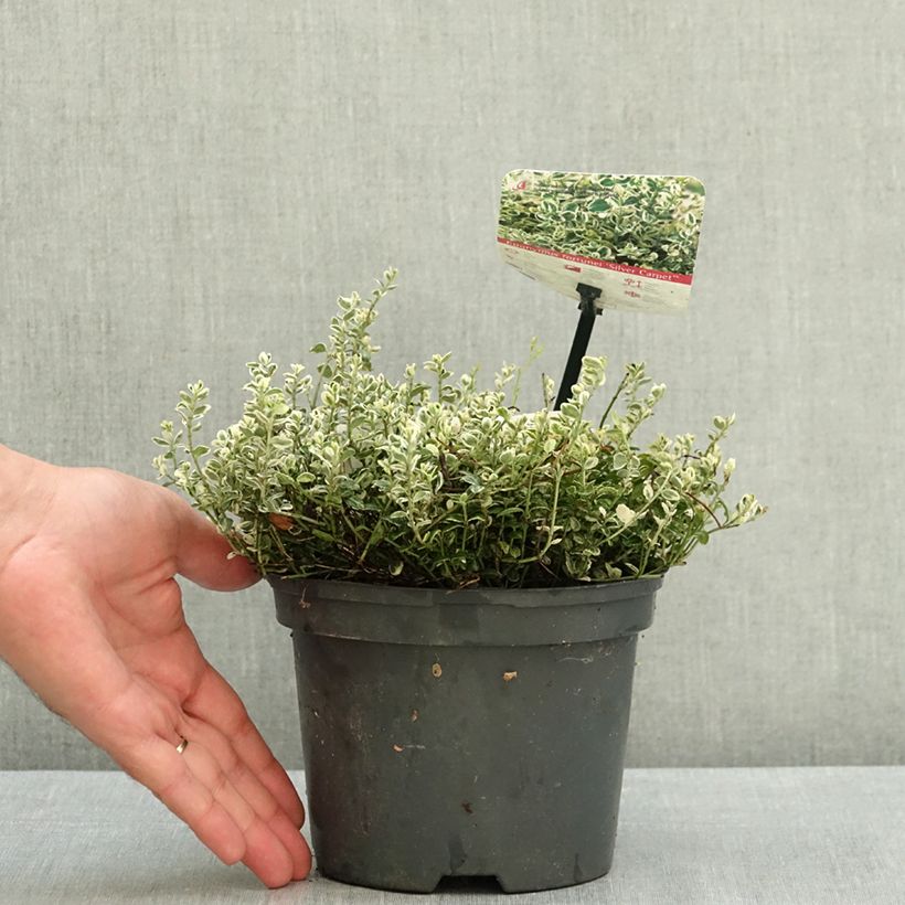 Ejemplar de Euonymus fortunei Silver Carpet - Bonetero rastrero Maceta 2L/3L entregado en verano