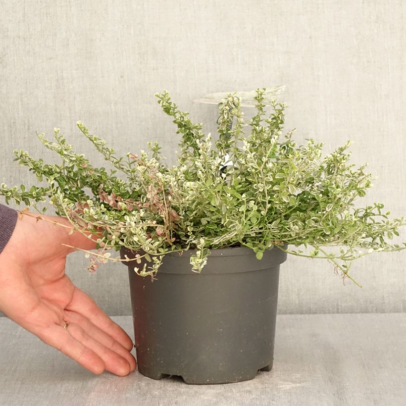Euonymus fortunei Silver Carpet - Bonetero rastrero Maceta 2L/3L Ejemplar entregado en la primavera
