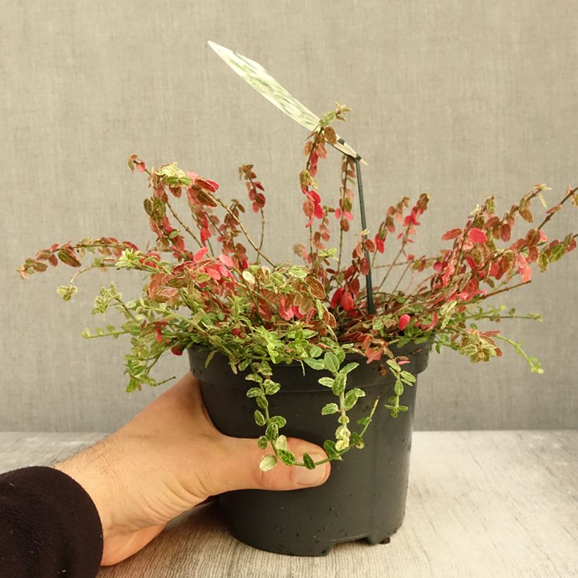 Ejemplar de Huso de la fortuna Silverstone- Euonymus fortunei Maceta 2L/3L entregado en otoño