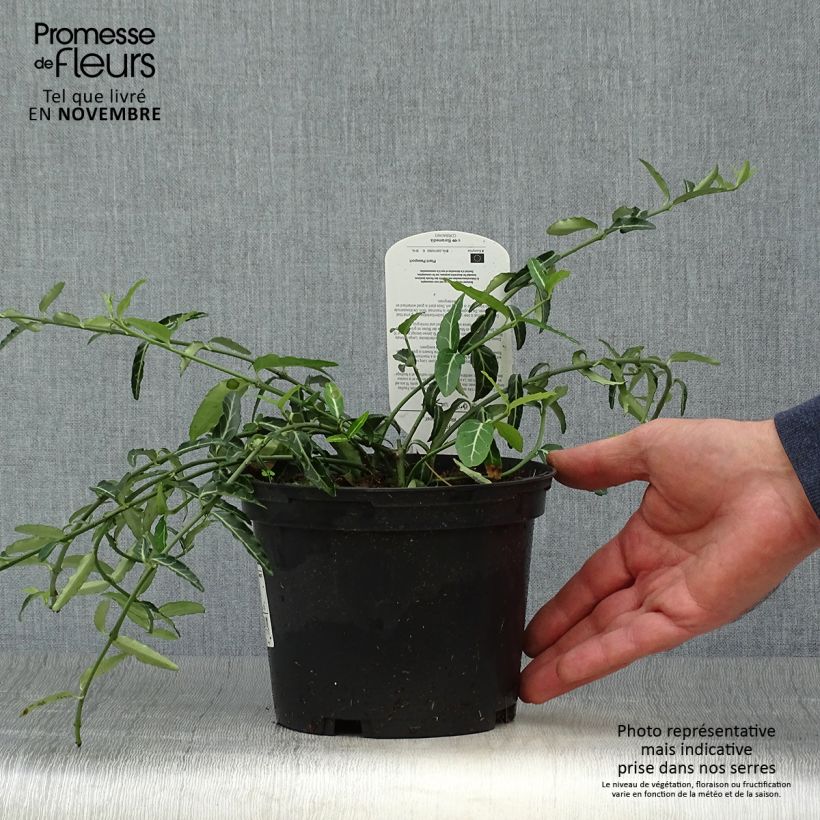 Ejemplar de Huso de la fortuna var. radicans Wolong Ghost- Euonymus fortunei Maceta 2L/3L entregado en otoño