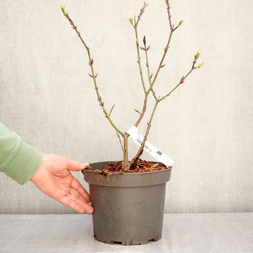 Euonymus grandiflorus Ruby Wine - Evónimo Maceta 4L/5L Ejemplar entregado en invierno