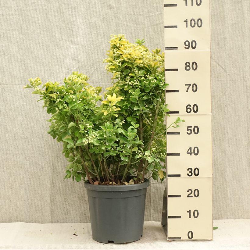 Ejemplar de Evónimo Aureus - Euonymus japonicus Maceta 7,5L/10L entregado en verano