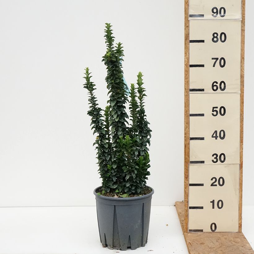 Ejemplar de Evónimo Benkomasaki - Euonymus japonicus Maceta 7,5L/10L entregado en otoño