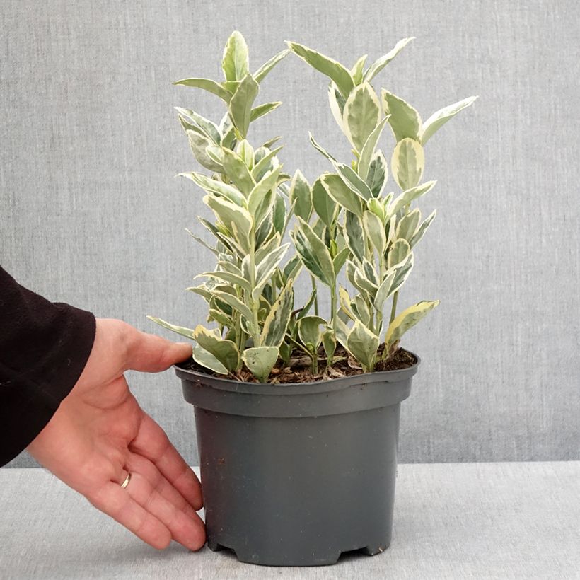 Evónimo Bravo - Euonymus japonicus Maceta 2L/3L Ejemplar entregado en la primavera