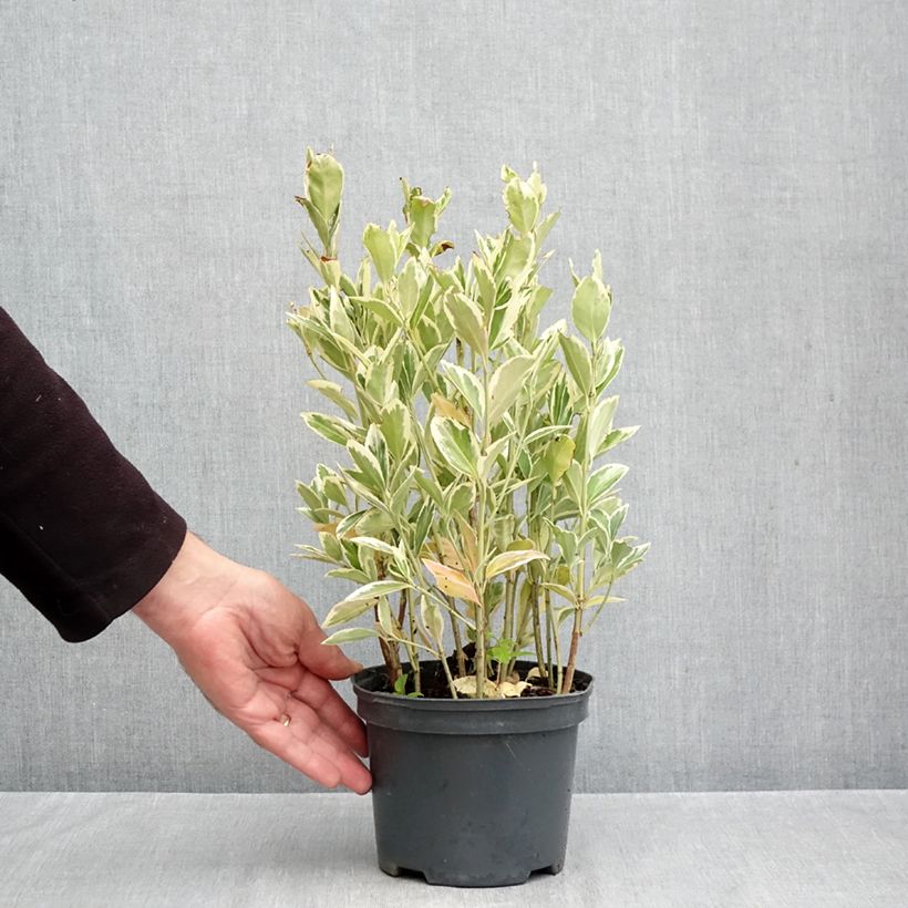 Ejemplar de Evónimo Bravo - Euonymus japonicus Maceta 2L/3L entregado en otoño