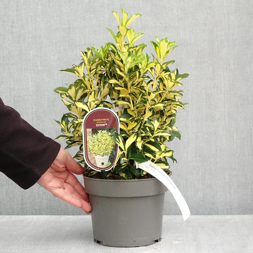 Ejemplar de Evónimo Exstase Goldbolwi - Euonymus japonicus Maceta 3L/4L entregado en otoño