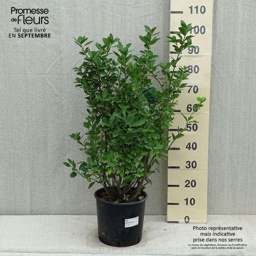 Ejemplar de Evónimo - Euonymus japonicus Maceta 7,5L/10L entregado en otoño