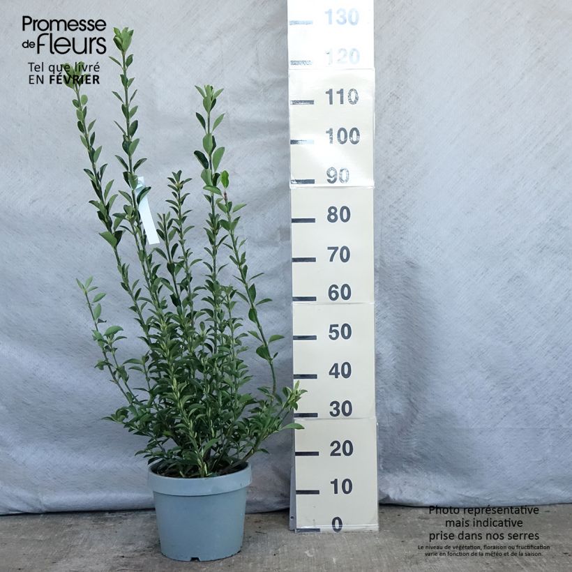 Evónimo - Euonymus japonicus Maceta 7,5L/10L Ejemplar entregado en invierno