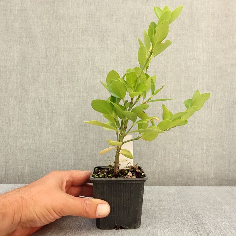 Ejemplar de Evónimo - Euonymus japonicus Maceta de 8/9 cm entregado en verano