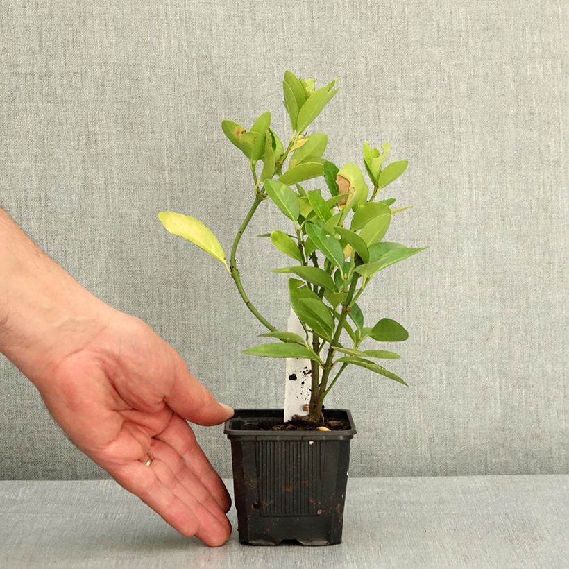 Evónimo - Euonymus japonicus Maceta de 8/9 cm Ejemplar entregado en la primavera