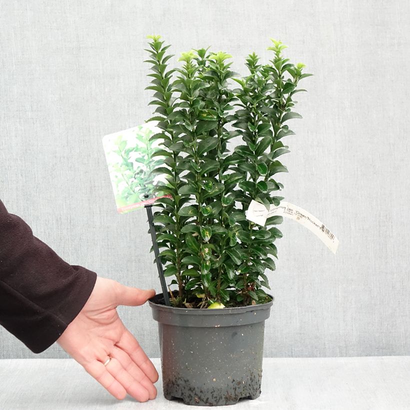 Ejemplar de Evónimo japonicus Green Rocket - Euonymus japonicus Maceta 2L/3L entregado en otoño