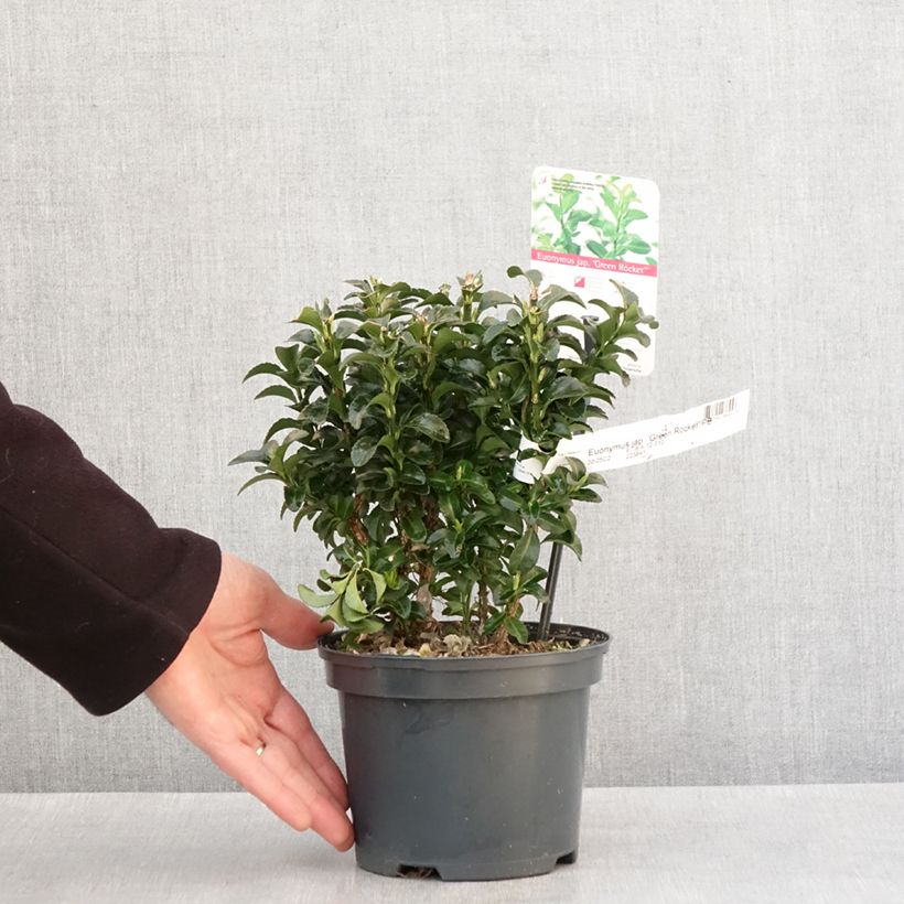 Evónimo japonicus Green Rocket - Euonymus japonicus Maceta 2L/3L Ejemplar entregado en invierno