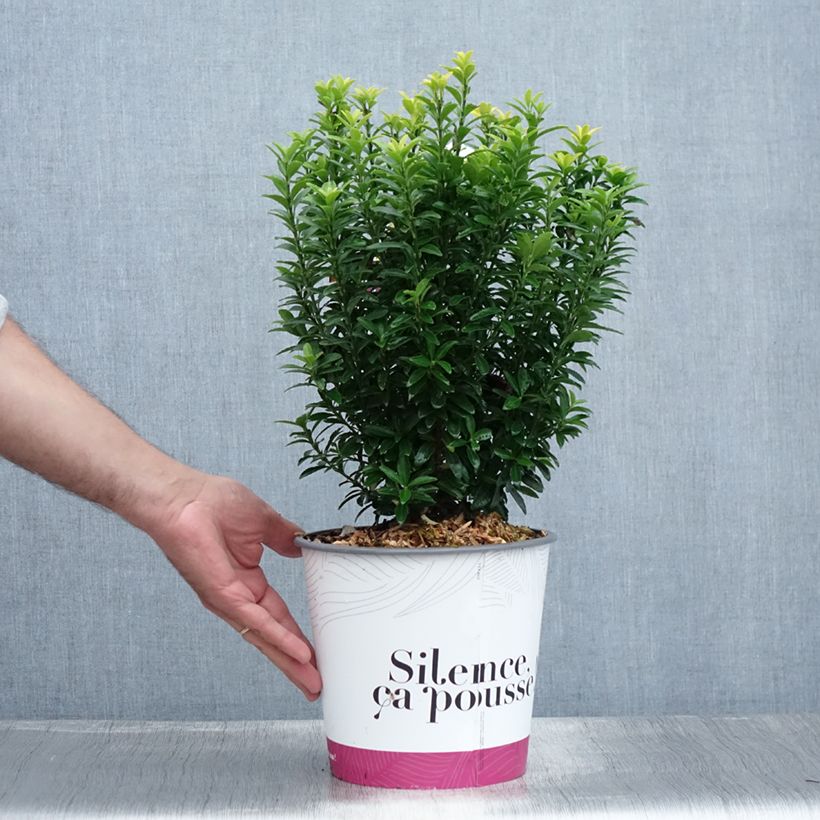 Ejemplar de Evónimo Happiness - Euonymus japonicus Maceta 4L/5L entregado en verano