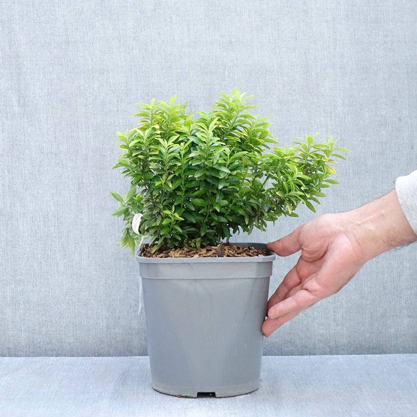 Ejemplar de Evónimo Happiness - Euonymus japonicus Maceta 4L/5L entregado en otoño