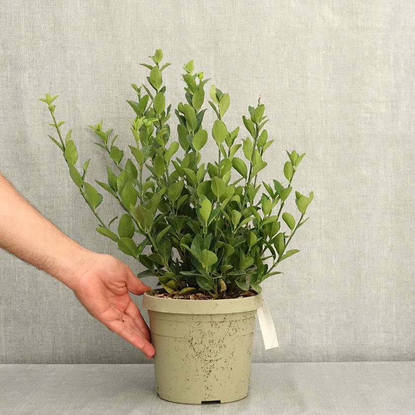 Ejemplar de Euonymus japonicus Himalaya - Huso japonés Maceta 3L/4L entregado en verano