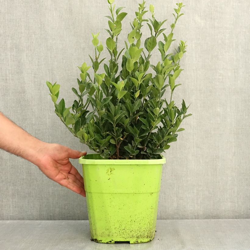 Ejemplar de Euonymus japonicus Himalaya - Huso japonés Maceta 7,5L/10L entregado en verano