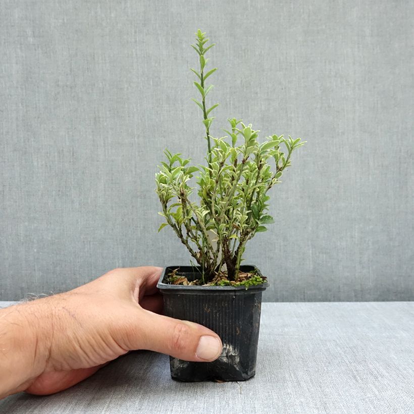 Ejemplar de Evónimo Microphyllus Albovariegatus - Euonymus japonicus Maceta de 8/9 cm entregado en verano