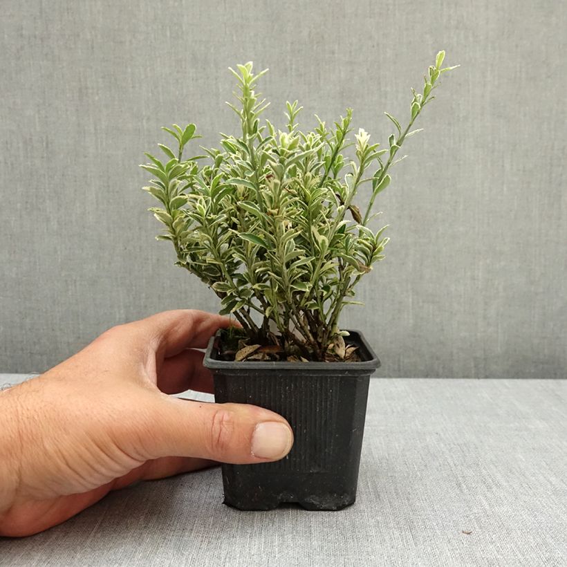 Evónimo Microphyllus Albovariegatus - Euonymus japonicus Maceta de 8/9 cm Ejemplar entregado en la primavera