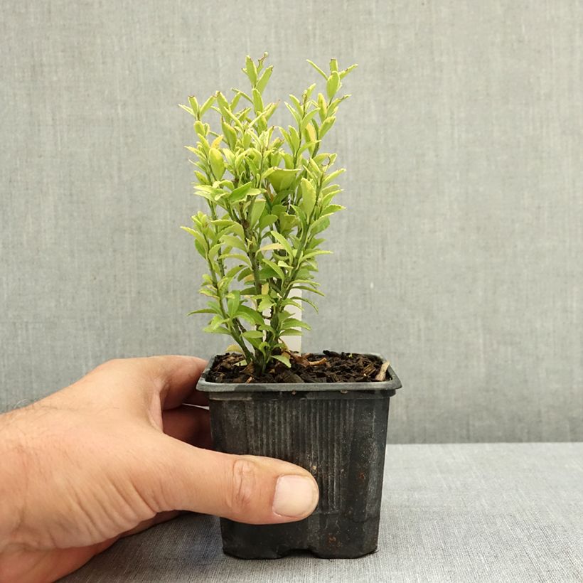 Ejemplar de Evónimo Microphyllus Aureovariegatus - Euonymus japonicus Maceta de 8/9 cm entregado en verano