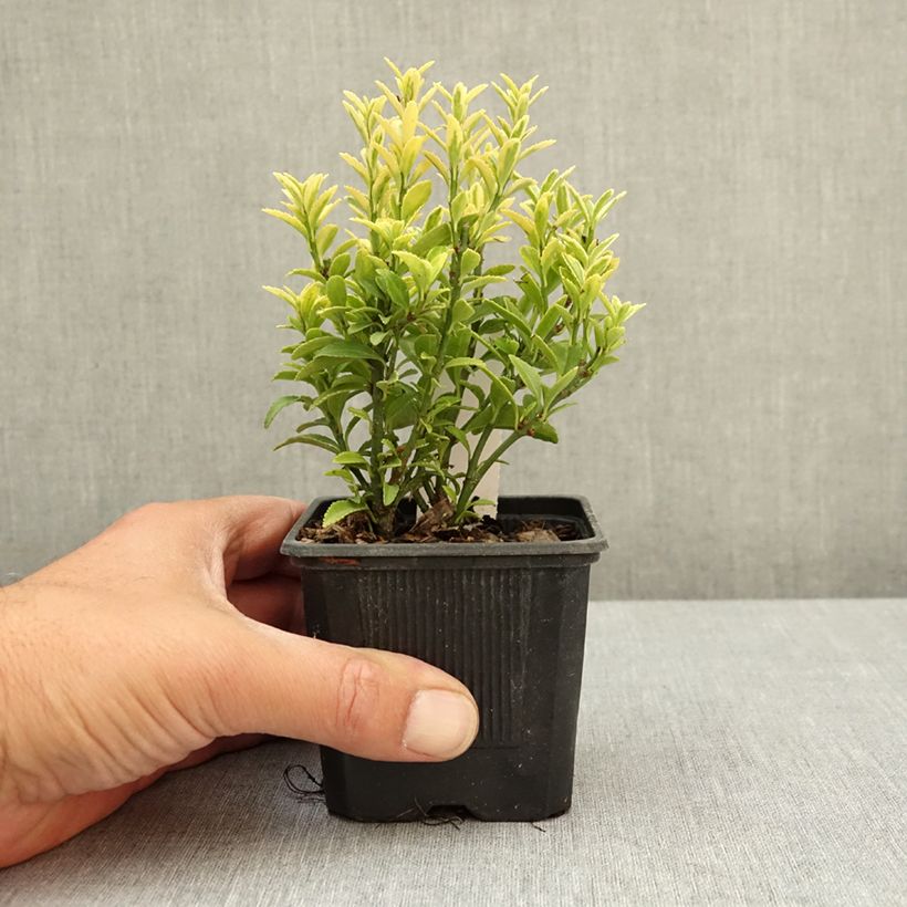 Evónimo Microphyllus Aureovariegatus - Euonymus japonicus Maceta de 8/9 cm Ejemplar entregado en la primavera