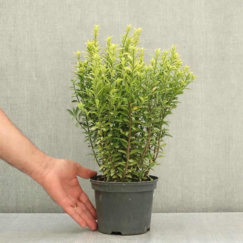 Ejemplar de Evónimo Microphyllus Aureovariegatus - Euonymus japonicus Maceta 2L/3L entregado en verano