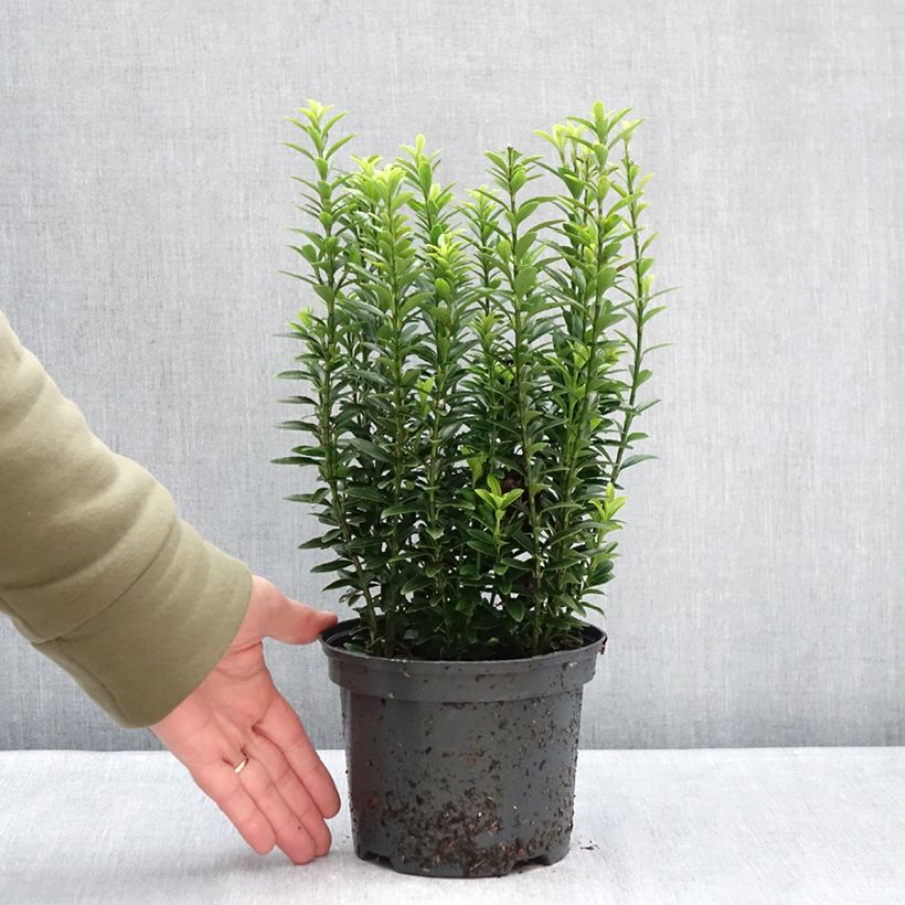 Evónimo Microphyllus Aureovariegatus - Euonymus japonicus Maceta 2L/3L Ejemplar entregado en invierno