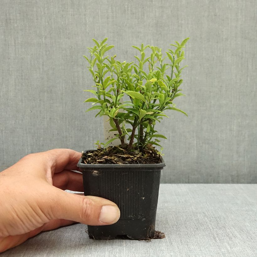 Ejemplar de Evónimo Microphyllus - Euonymus japonicus Maceta de 8/9 cm entregado en verano