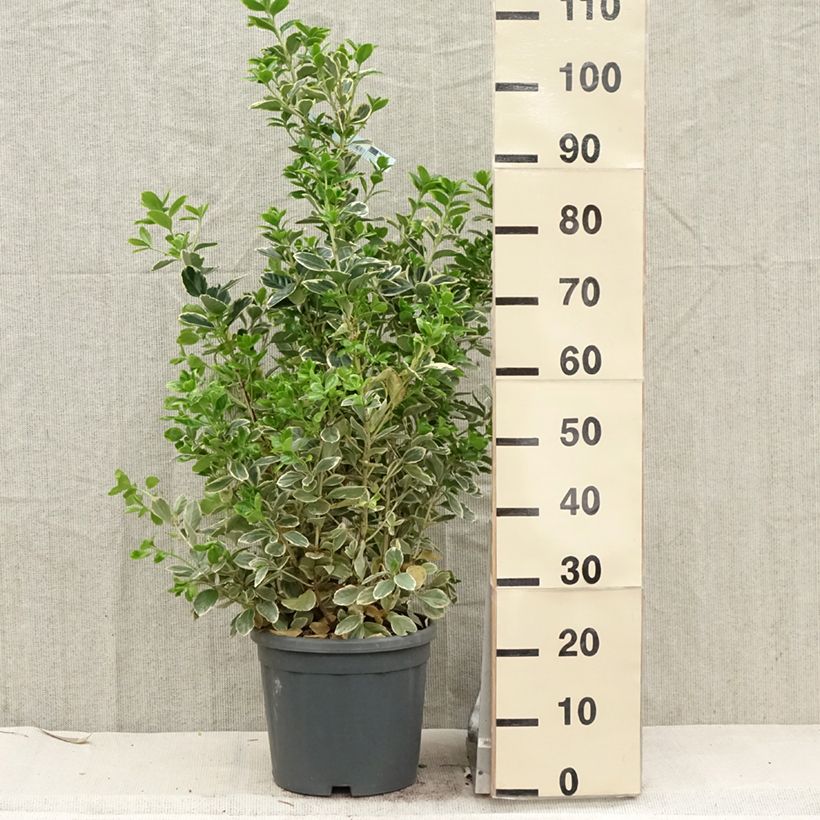 Evónimo Président Gauthier - Euonymus japonicus Maceta 7,5L/10L Ejemplar entregado en la primavera