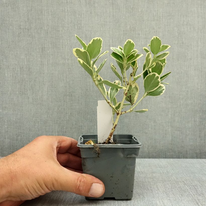 Ejemplar de Evónimo Président Gauthier - Euonymus japonicus Maceta de 8/9 cm entregado en verano