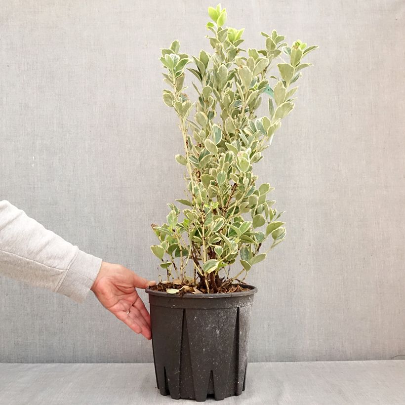 Ejemplar de Evónimo Président Gauthier - Euonymus japonicus Maceta 7,5L/10L entregado en otoño