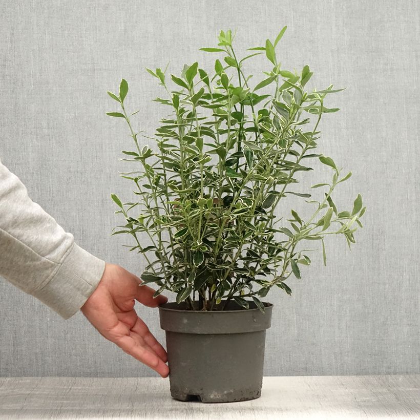 Ejemplar de Evónimo Suzanne - Euonymus japonicus Maceta 2L/3L entregado en verano