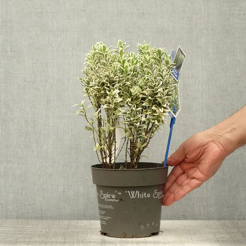 Ejemplar de Evónimo White Spire - Euonymus japonicus Maceta 2L/3L entregado en verano