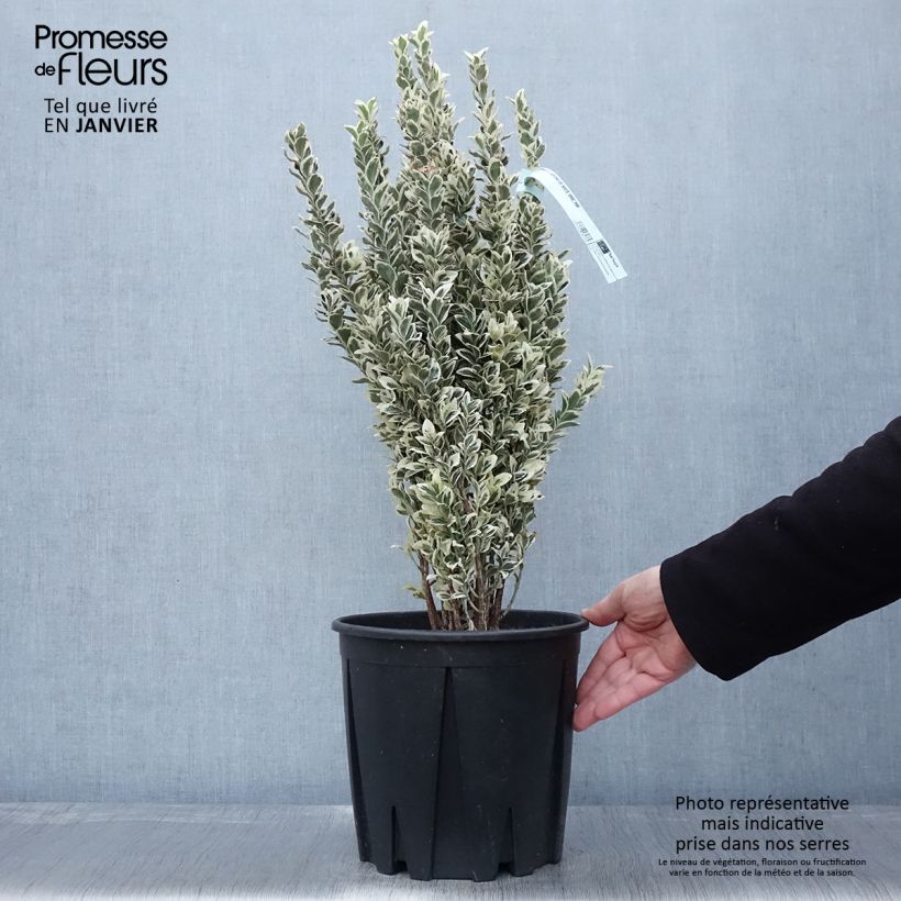 Evónimo White Spire - Euonymus japonicus Maceta 7,5L/10L Ejemplar entregado en invierno