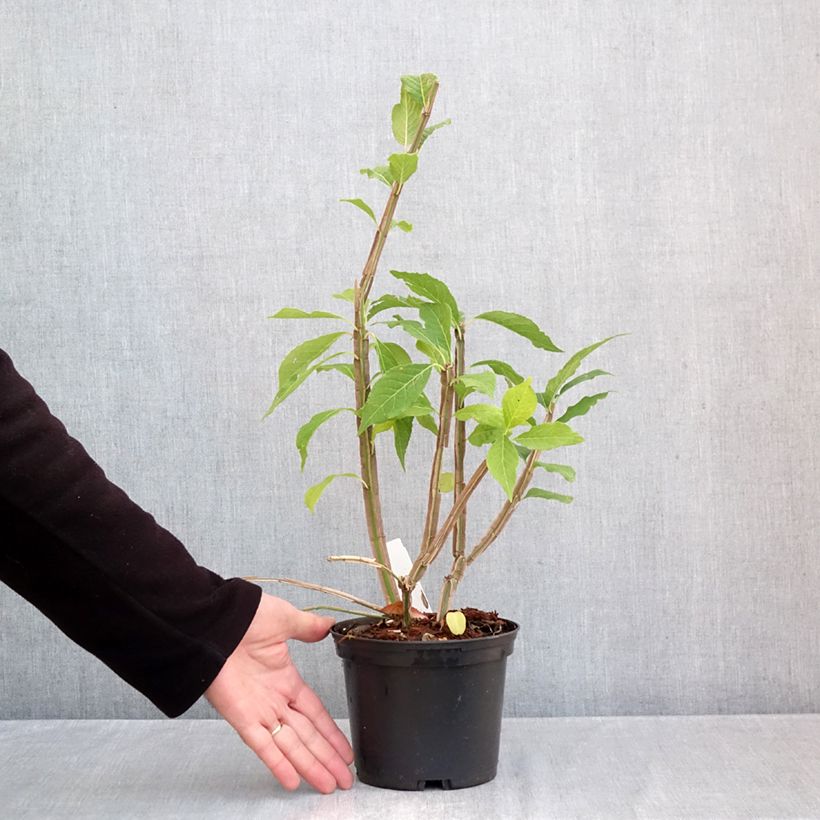 Ejemplar de Euonymus phellomanus - Evónimo Maceta 2L/3L entregado en otoño