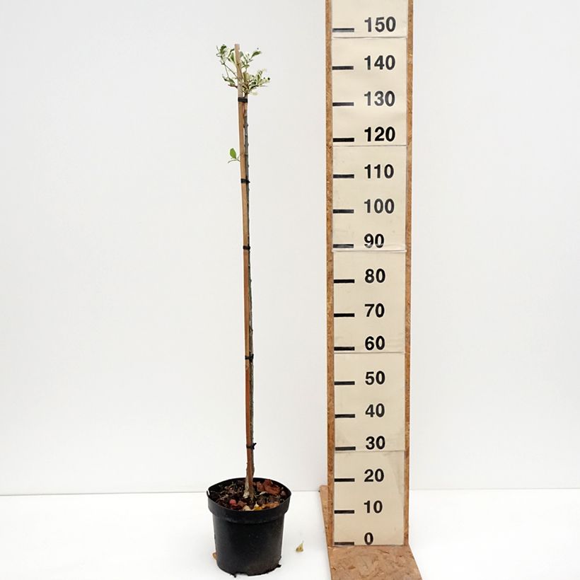 Ejemplar de Euonymus phellomanus Silver Surprise - Evónimo Maceta 4L/5L entregado en otoño