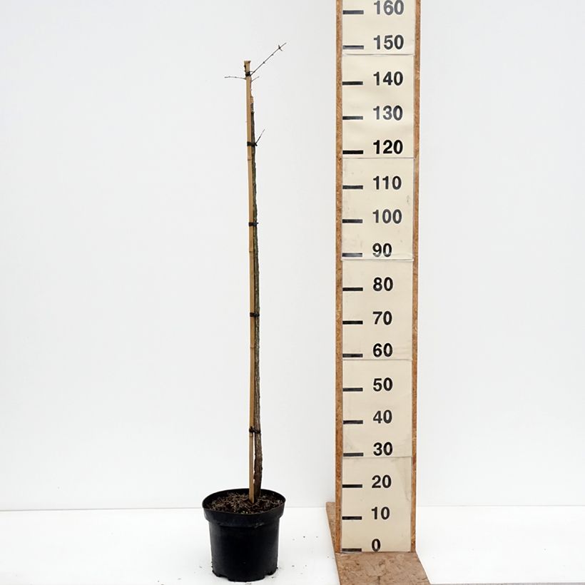 Euonymus phellomanus Silver Surprise - Evónimo Maceta 4L/5L, Tallo Ejemplar entregado en invierno