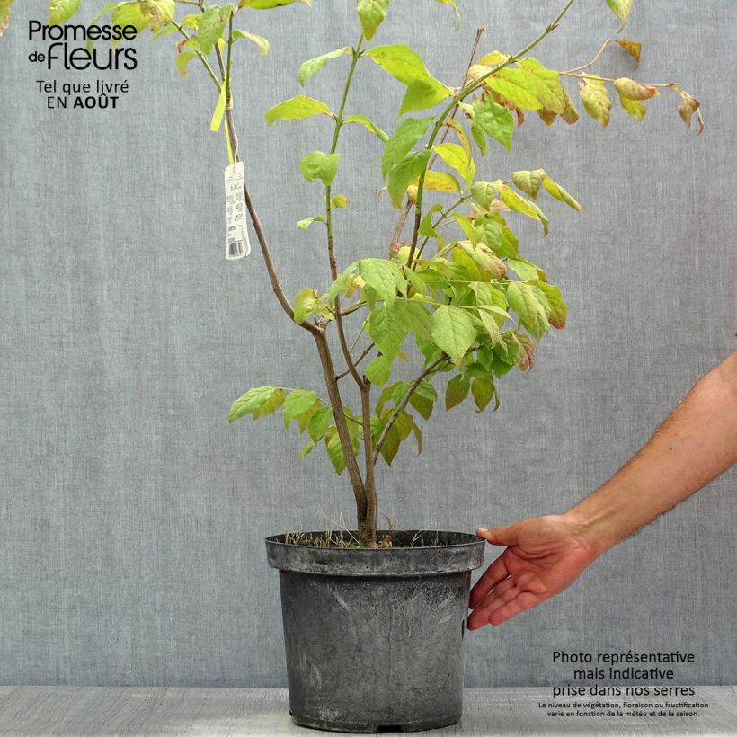 Ejemplar de Euonymus planipes - Evónimo Maceta 2L/3L entregado en verano