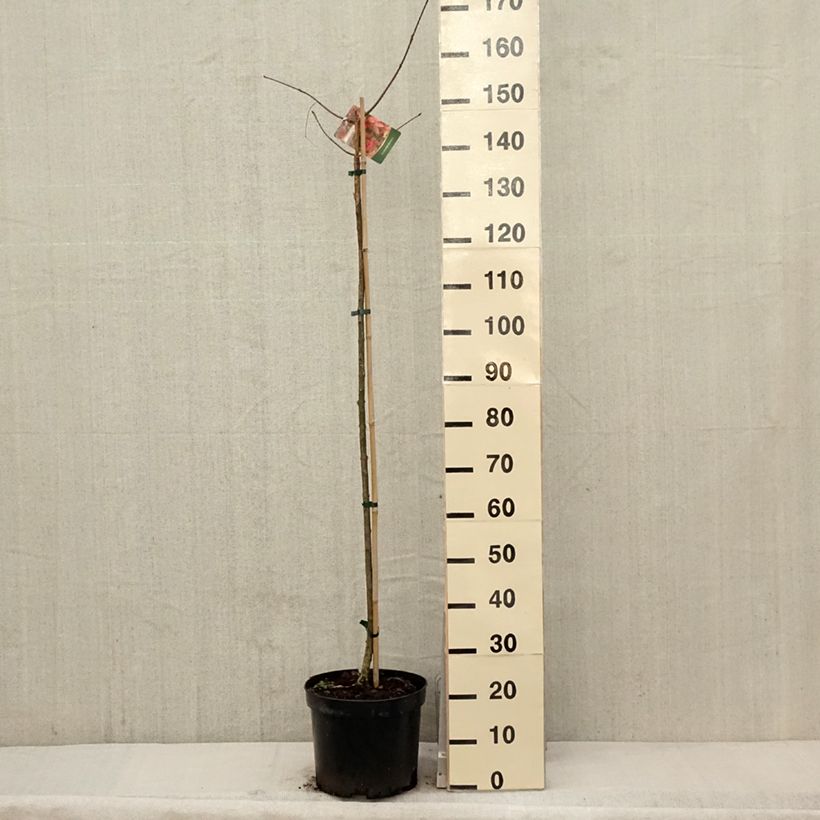 Euonymus planipes - Evónimo Maceta 7,5L/10L Ejemplar entregado en la primavera