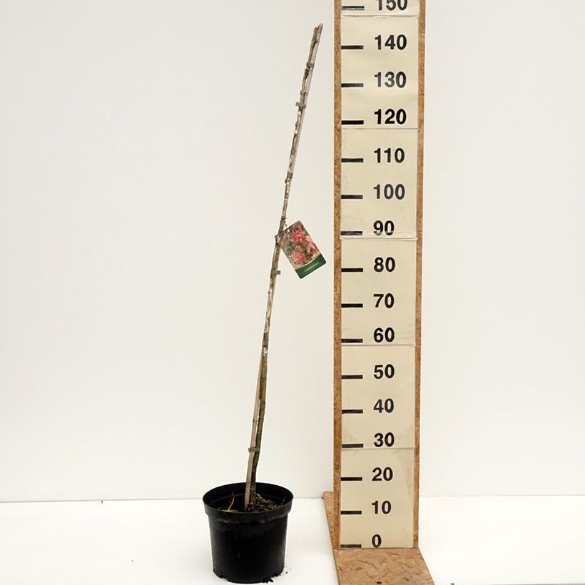 Ejemplar de Euonymus planipes - Evónimo Maceta 7,5L/10L entregado en otoño
