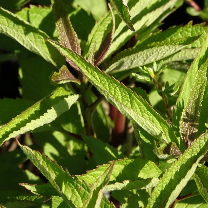 Eupatorium Baby Joe (Follaje)