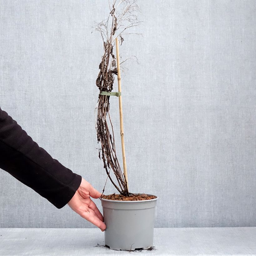 Eupatorium Baby Joe Maceta 2L/3L Ejemplar entregado en la primavera