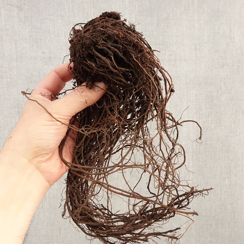 Eupatorium maculatum Atropurpureum Raíces desnudas Ejemplar entregado en invierno