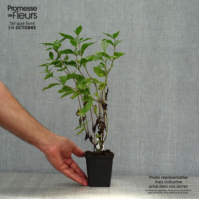 Ejemplar de Eupatorium maculatum Phantom Maceta de 8/9 cm entregado en otoño