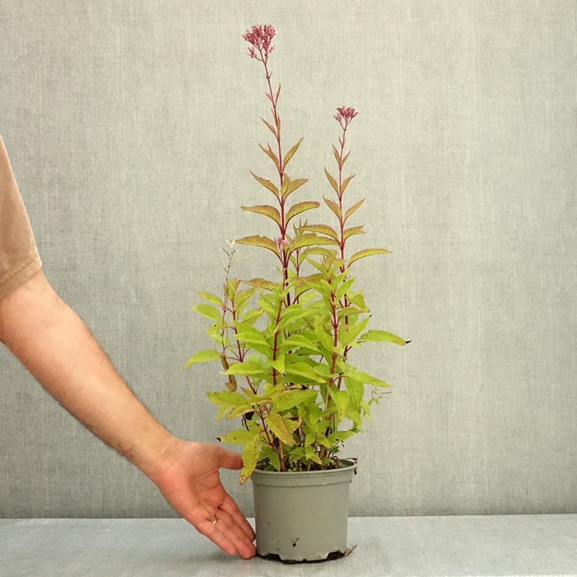 Ejemplar de Eupatorium maculatum Phantom Maceta 2L/3L entregado en verano