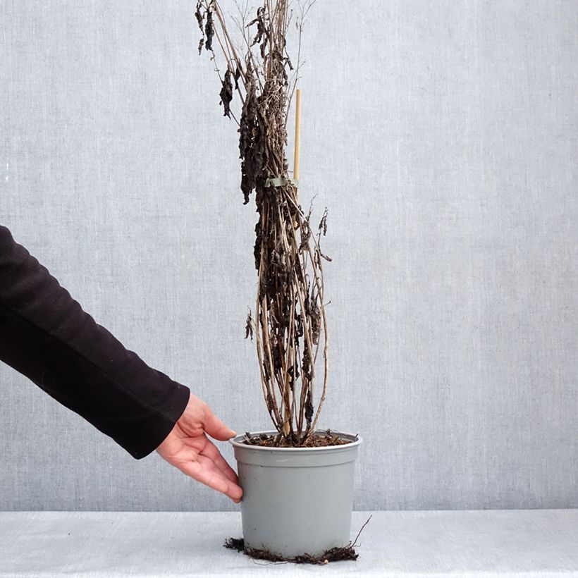 Eupatorium maculatum Phantom Maceta 2L/3L Ejemplar entregado en la primavera