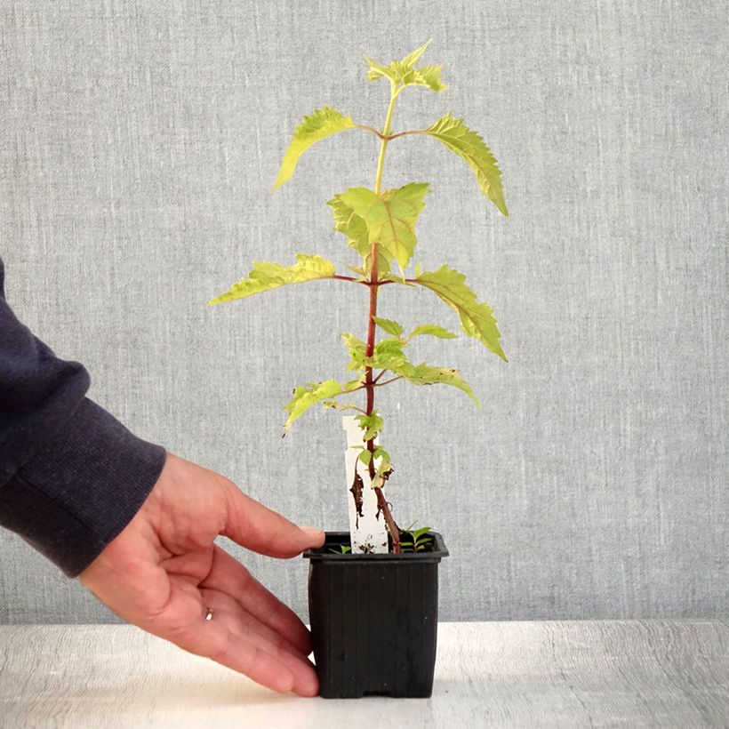 Ejemplar de Eupatorium rugosum Maceta de 8/9 cm entregado en verano