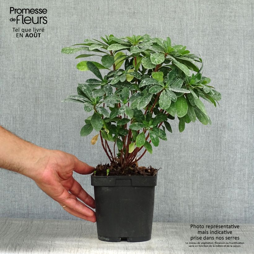 Ejemplar de Euforbio - Euphorbia amygdaloïdes var. robbiae Maceta 2L/3L entregado en verano
